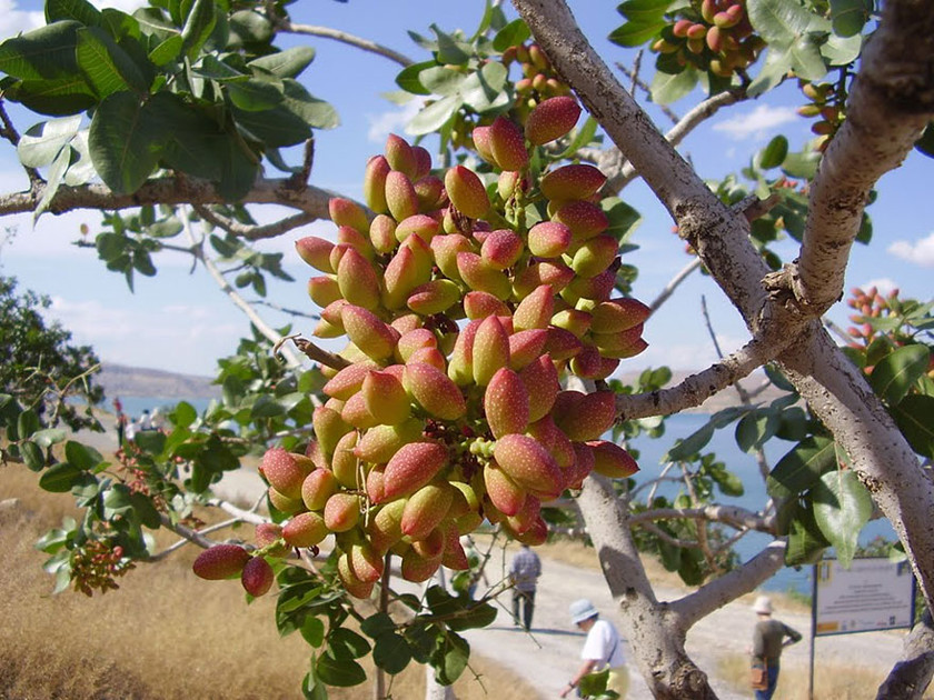 Как растут привычные нам продукты