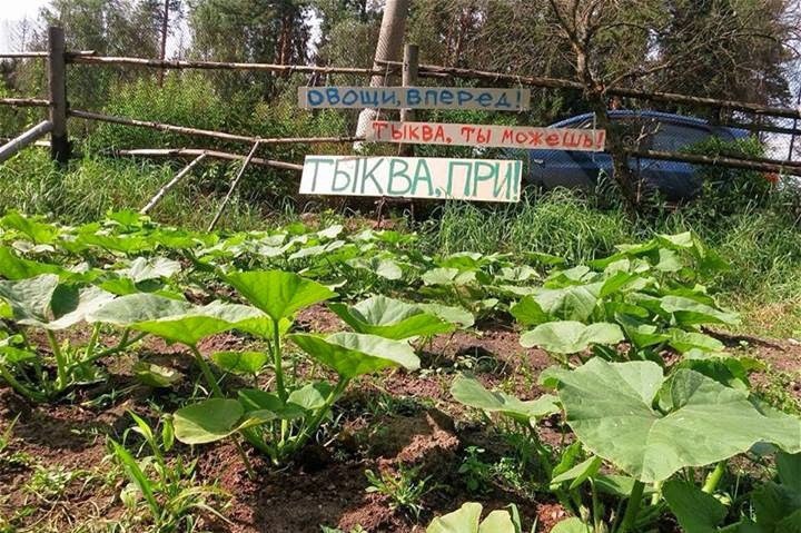 Прикольные объявления