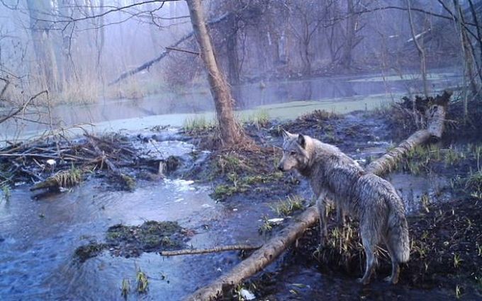 То, что ученые обнаружили в чернобыльском лесу, шокировало весь мир!